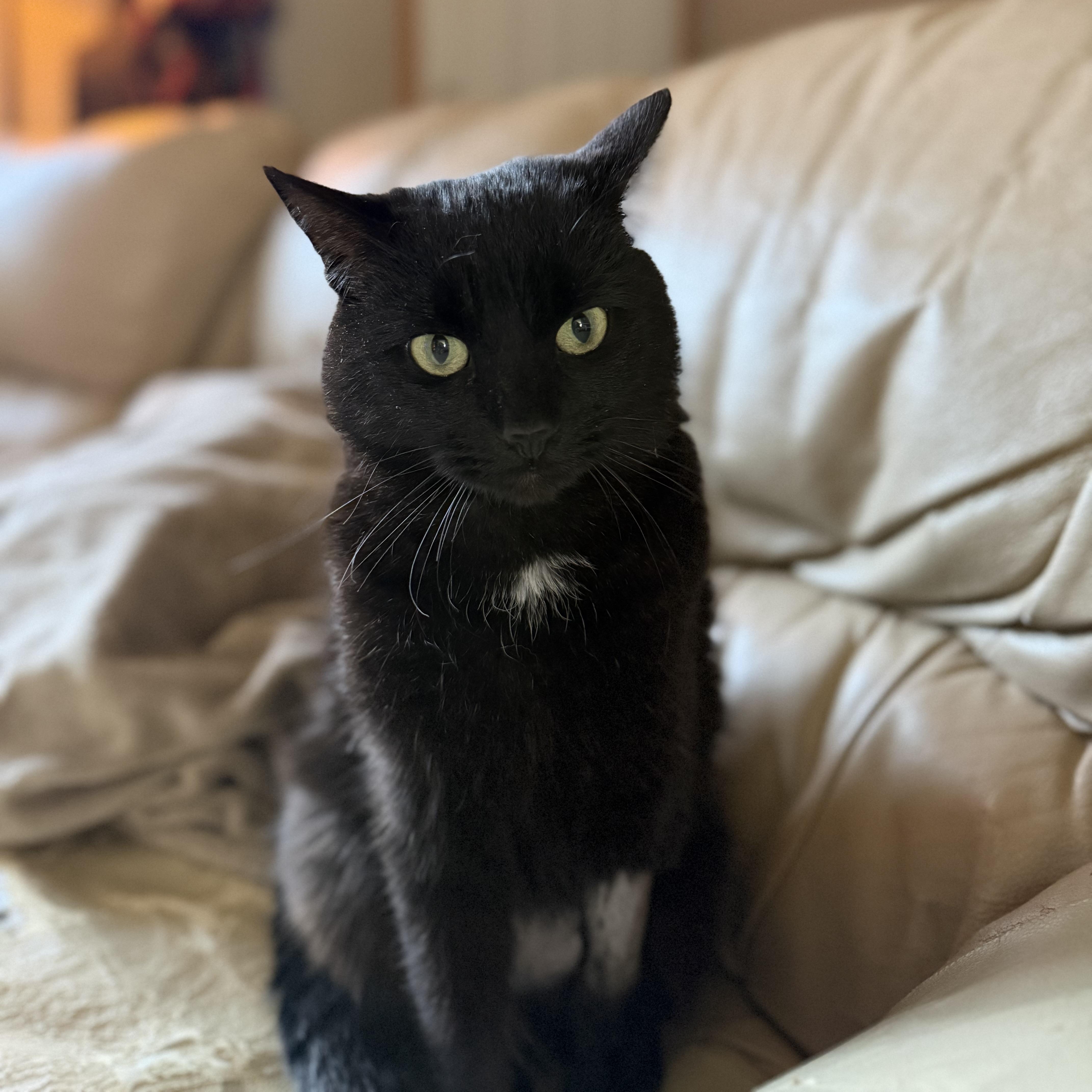 Fancy, ADOPTABLE, Adult Female Domestic Short Hair.