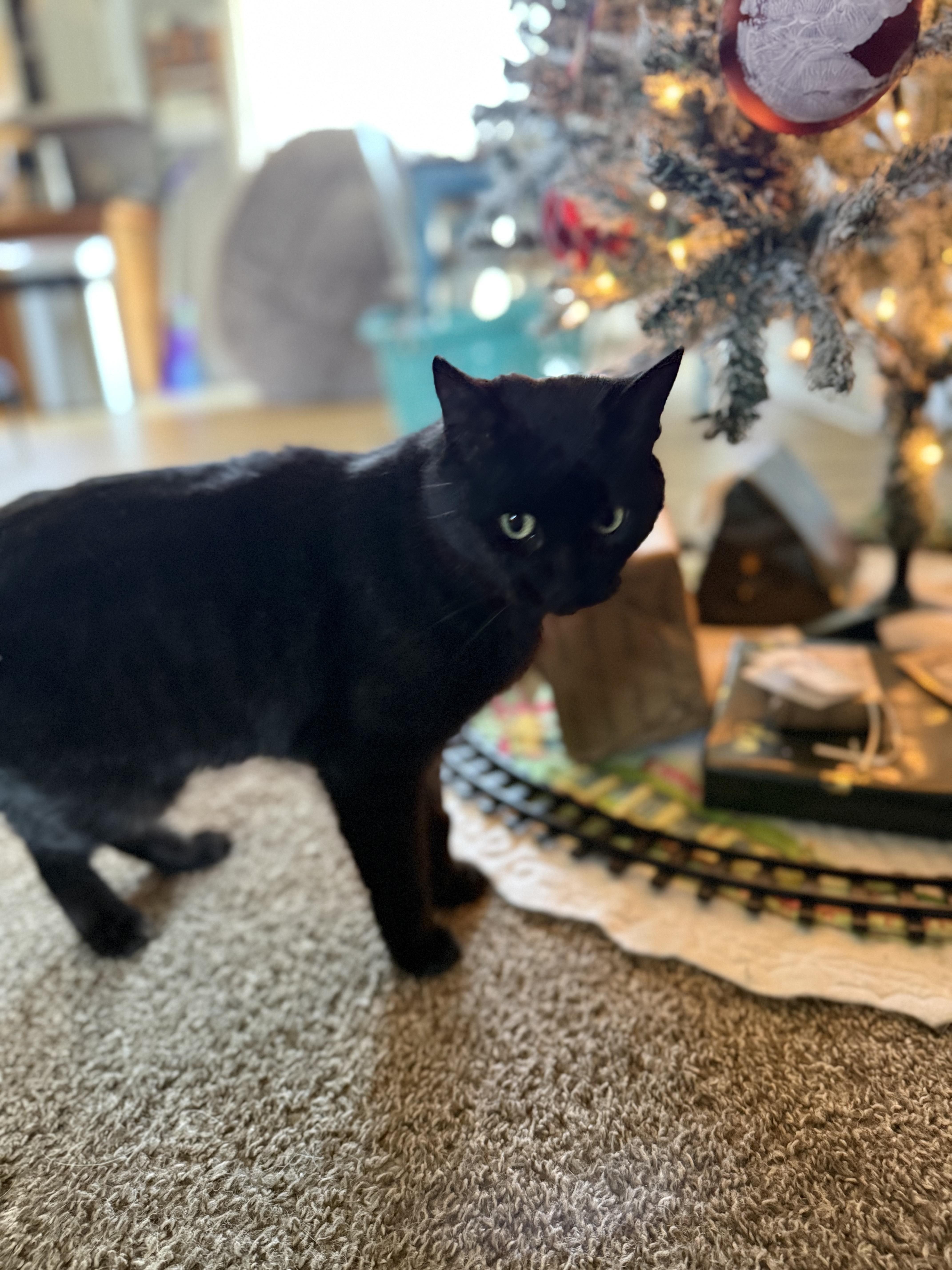 Enlarge Fancy, a ADOPTABLE Domestic Short Hair in Ypsilanti, MI image 2/3