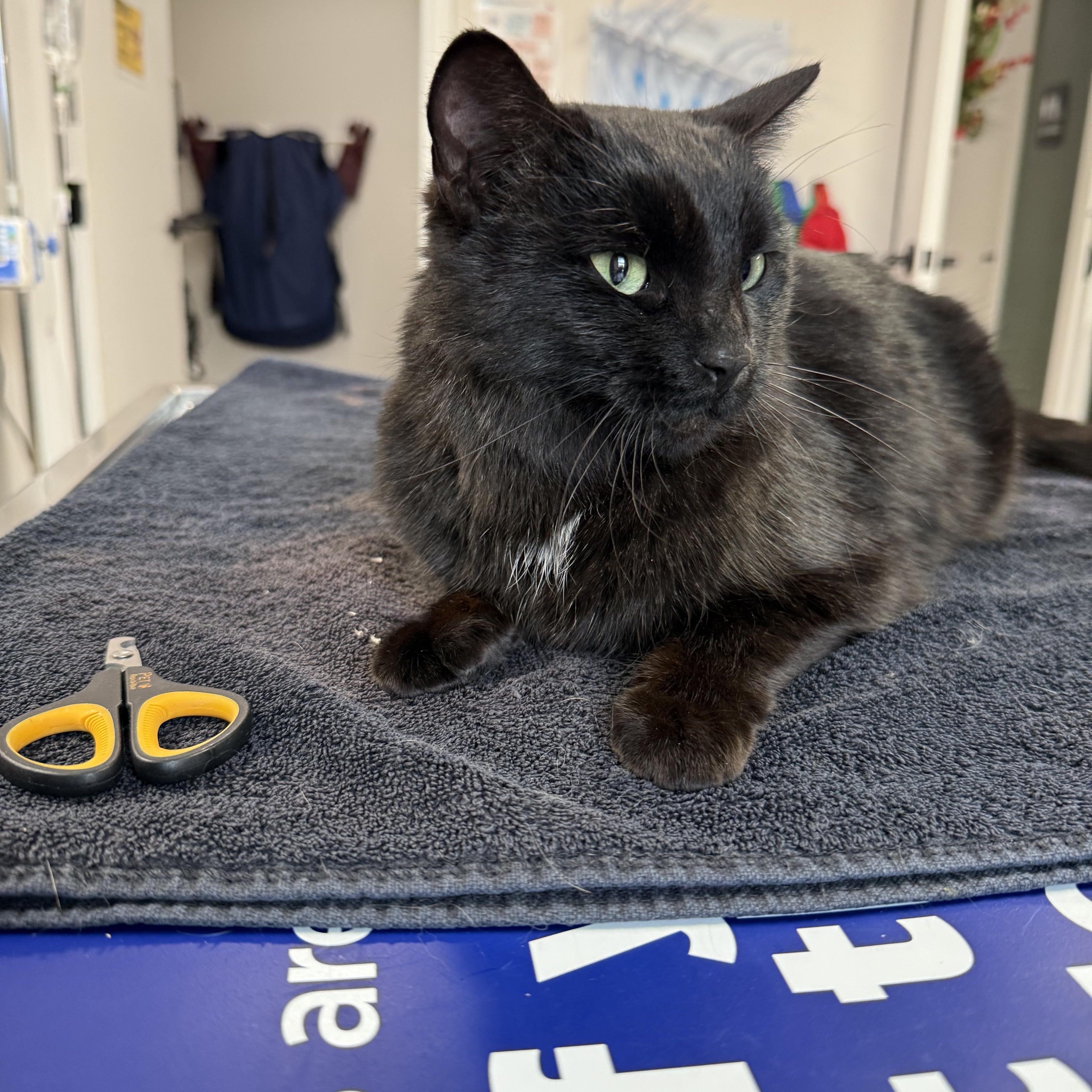 Enlarge Fancy, a ADOPTABLE Domestic Short Hair in Ypsilanti, MI image 3/3