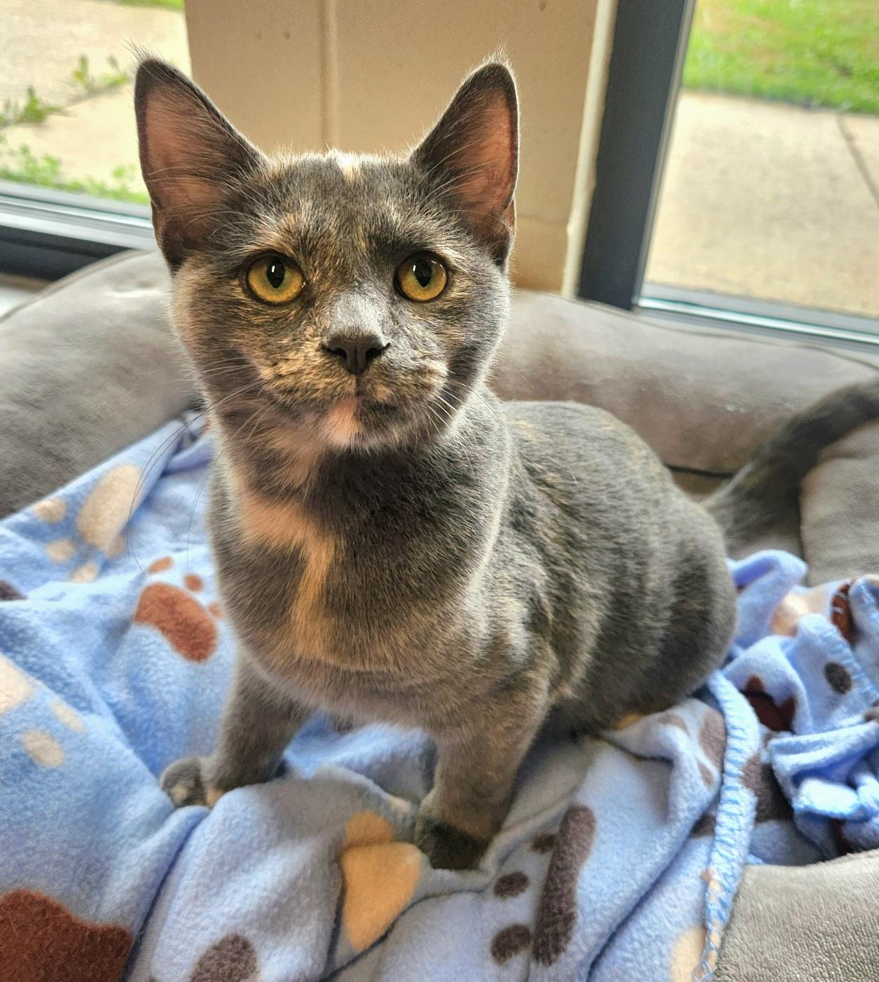 Mirage, Adoptable, Young Female Domestic Short Hair.