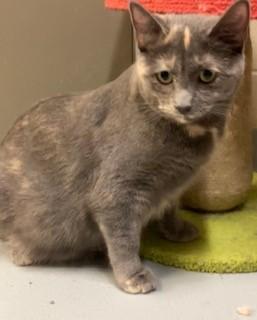 Mirage, Adoptable, Young Female Domestic Short Hair.