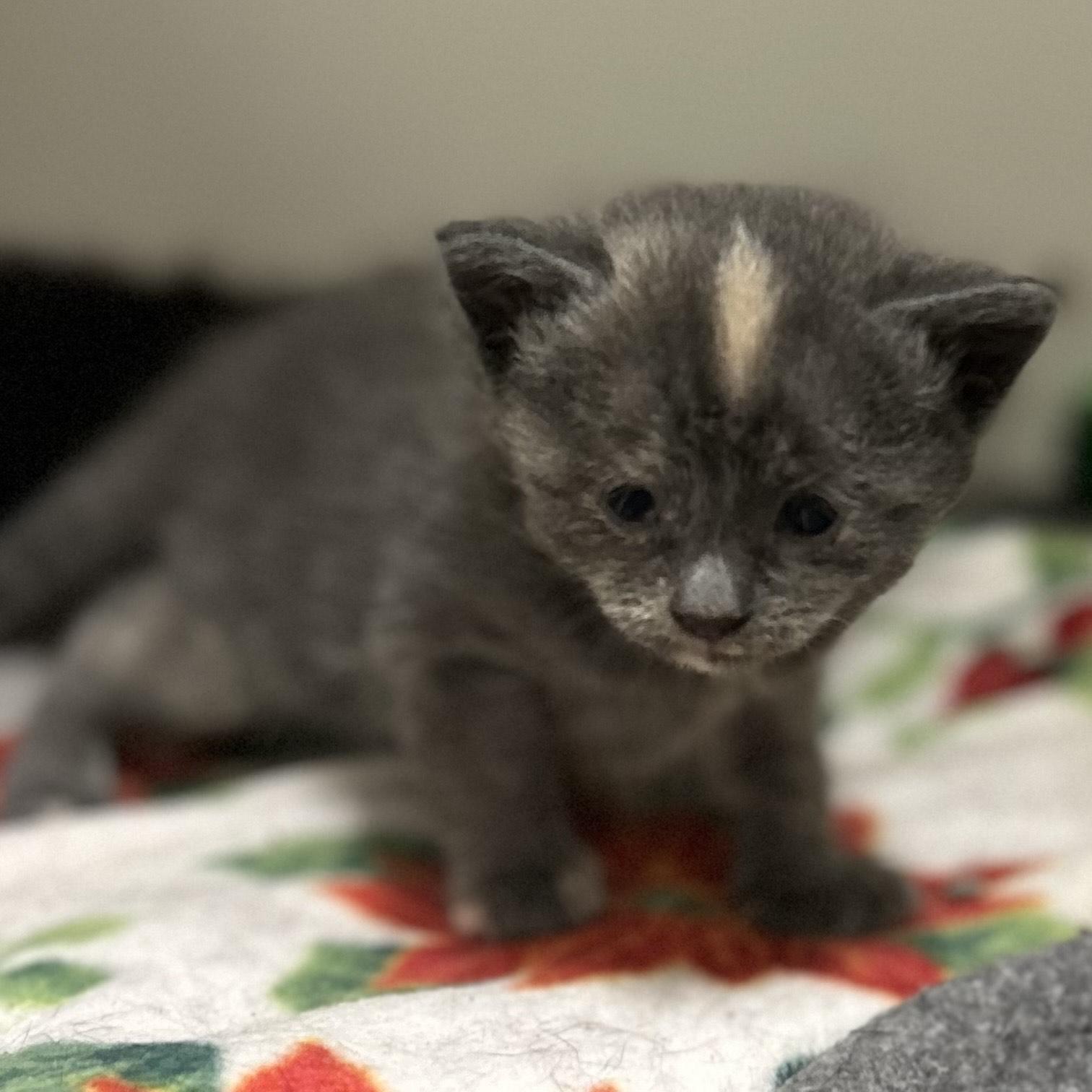 Mirage, a Adoptable Domestic Short Hair in Mason City, IA image 2/4