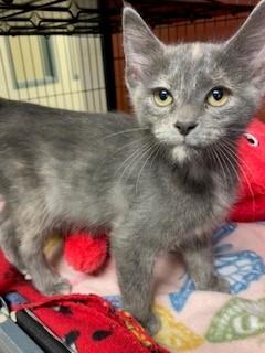 Mirage, a Adoptable Domestic Short Hair in Mason City, IA image 3/4