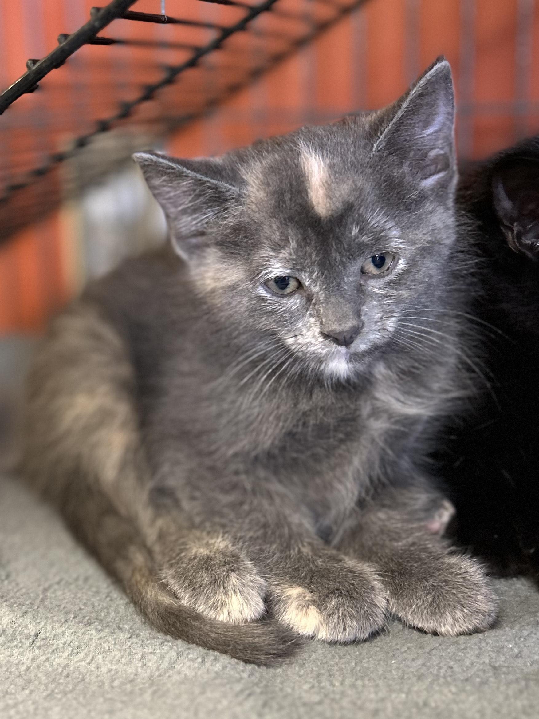 Mirage, a Adoptable Domestic Short Hair in Mason City, IA image 4/4