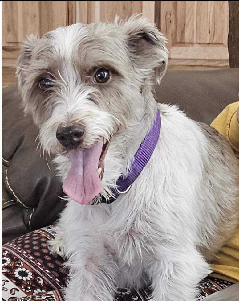Chino, ADOPTABLE, Adult Male Terrier.