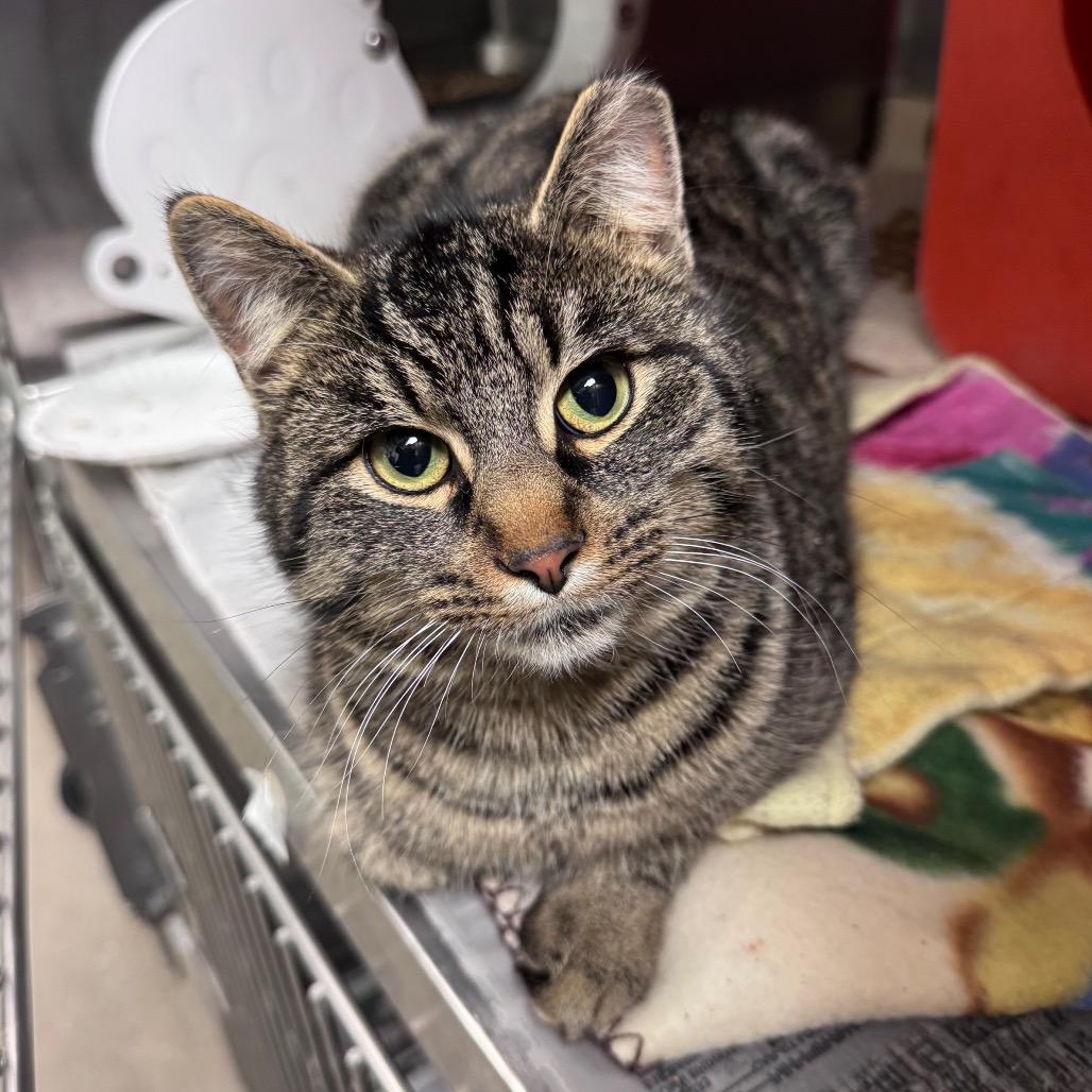 Enlarge Jared, a Adoptable Domestic Short Hair in Waukesha, WI image 1/1