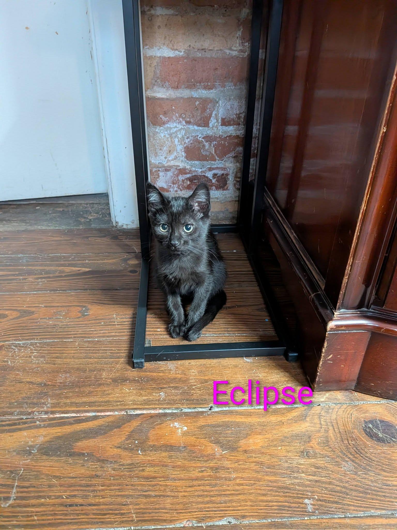 Enlarge Eclipse, a ADOPTABLE Domestic Short Hair in Elgin, IL image 4/4
