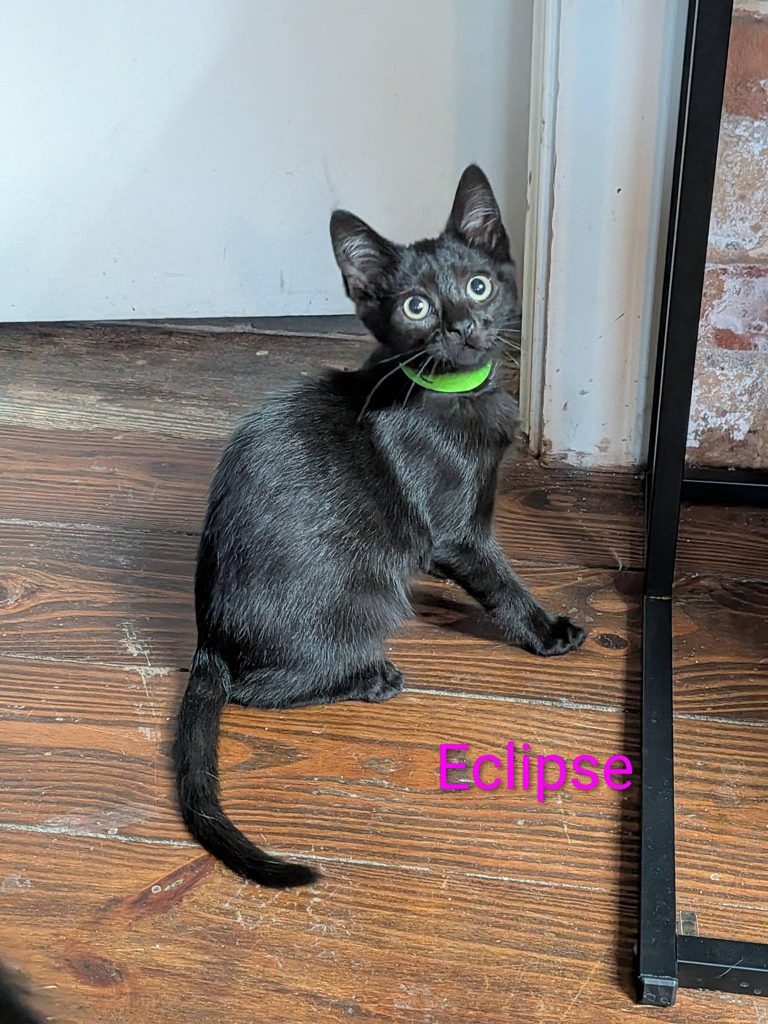Enlarge Eclipse, a ADOPTABLE Domestic Short Hair in Elgin, IL image 3/4