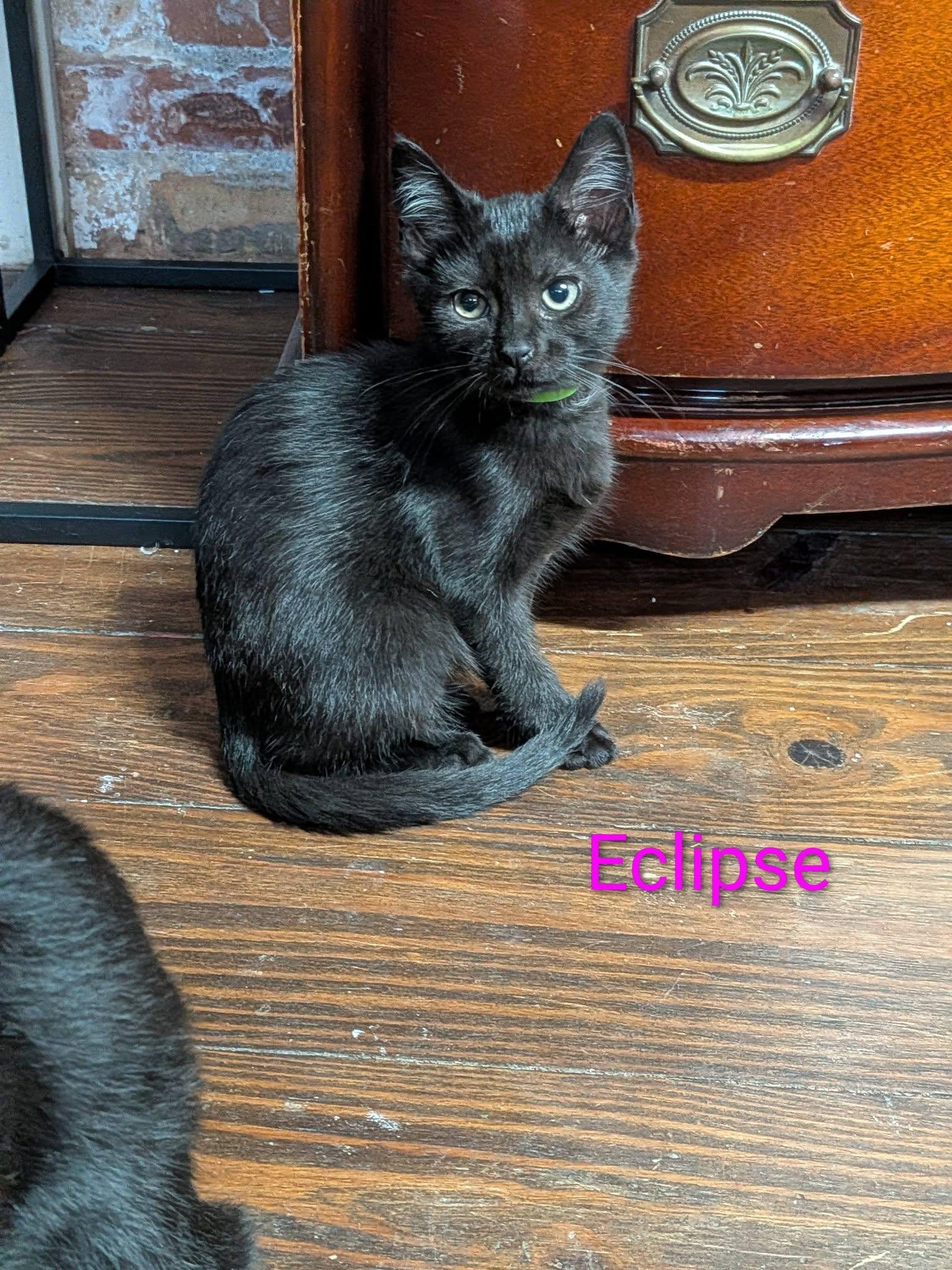 Enlarge Eclipse, a ADOPTABLE Domestic Short Hair in Elgin, IL image 1/4