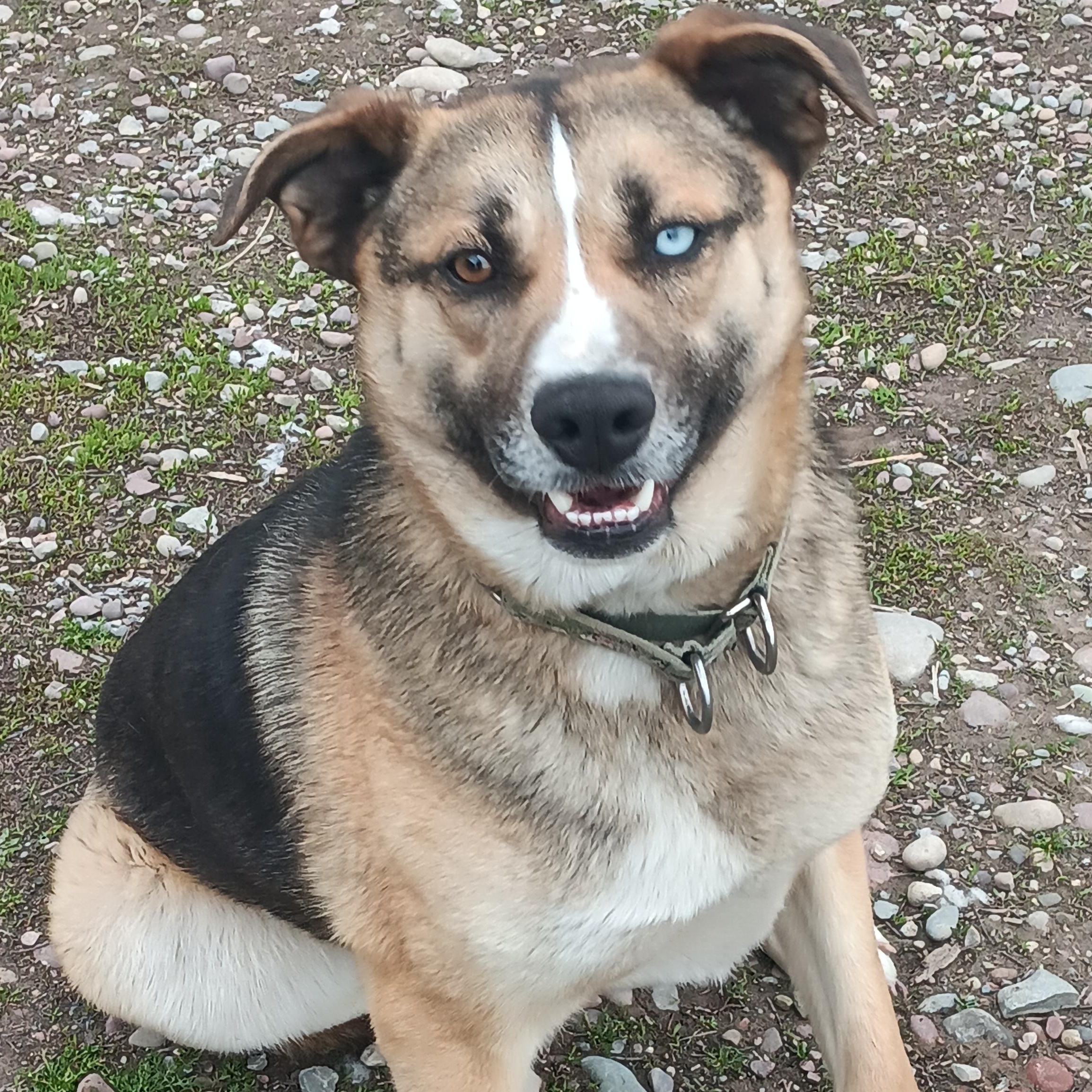 Atlas, ADOPTABLE, Adult Male German Shepherd Dog.