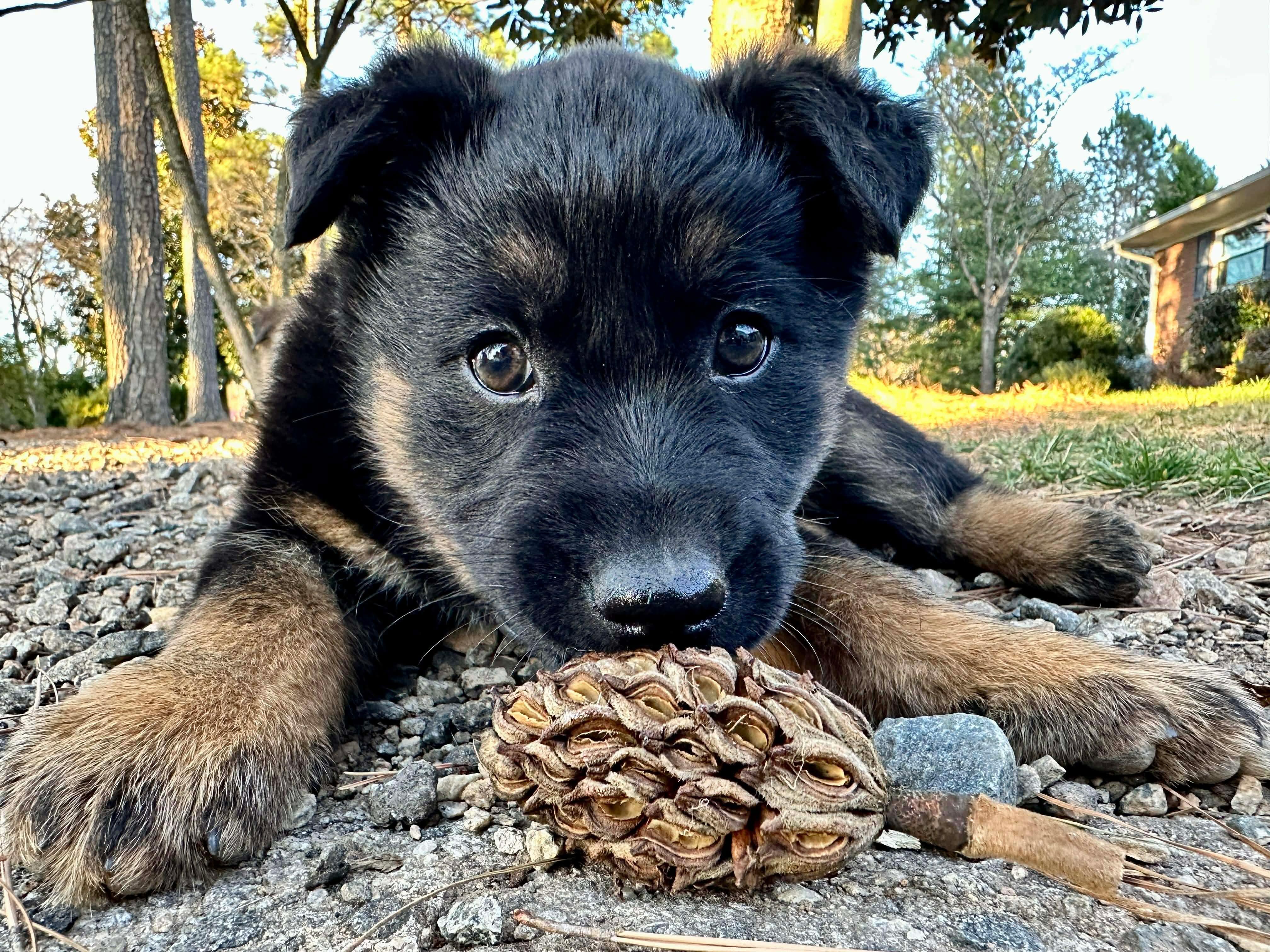 Enlarge Noel, a Adoptable mixed breed in Kannapolis, NC image 6/6