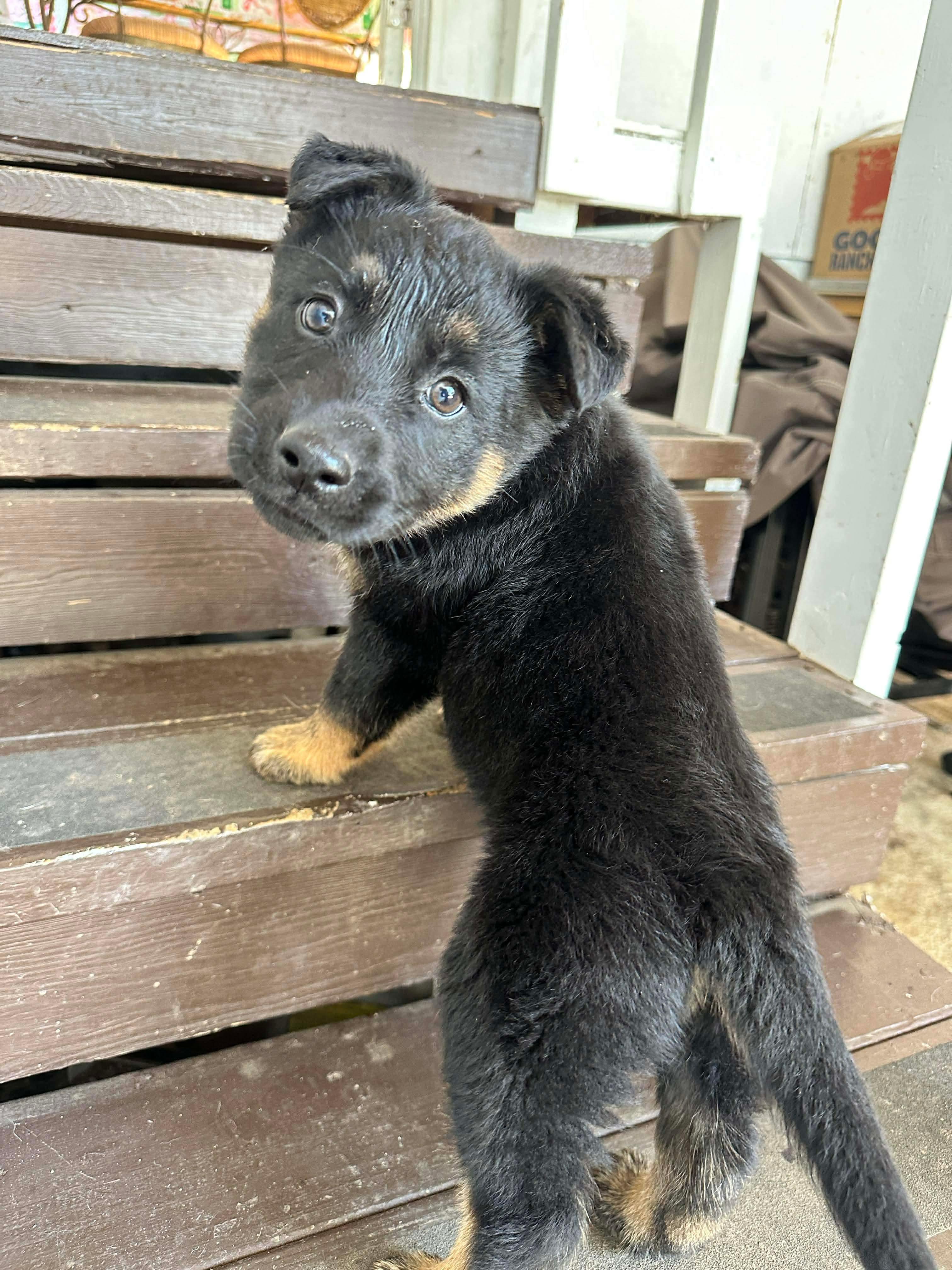 Enlarge Noel, a Adoptable mixed breed in Kannapolis, NC image 1/6