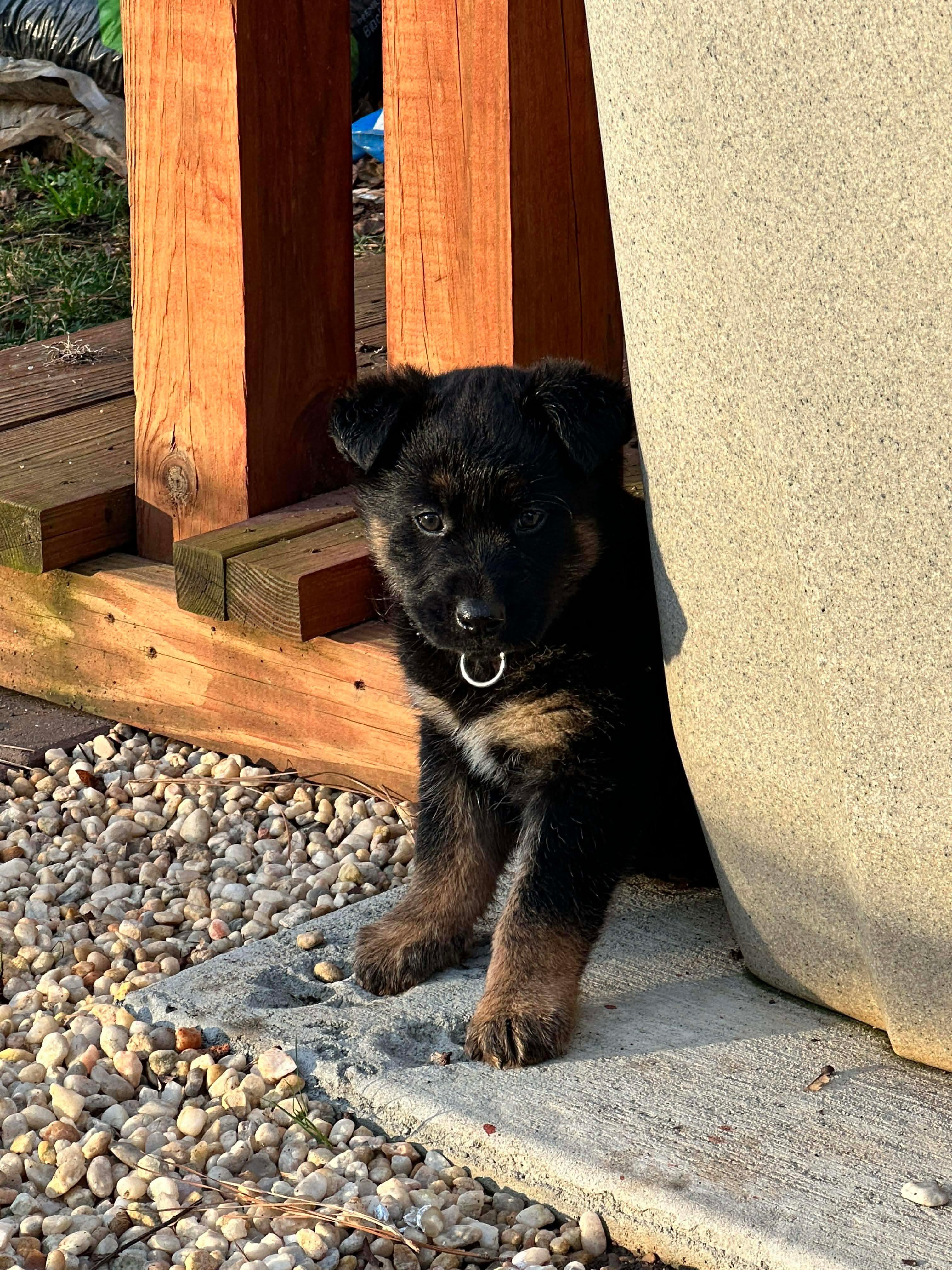 Enlarge Noel, a Adoptable mixed breed in Kannapolis, NC image 2/6
