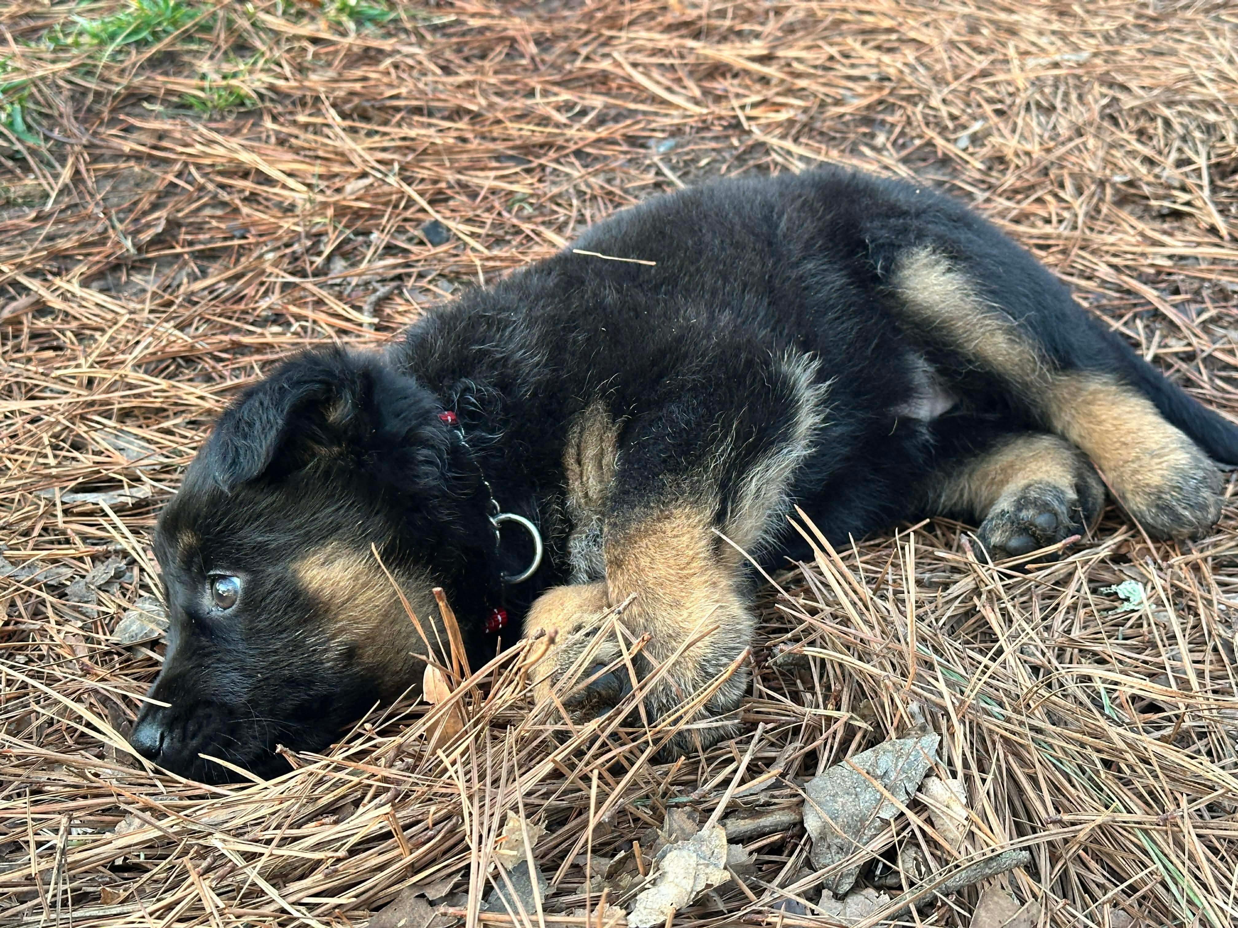 Enlarge Noel, a Adoptable mixed breed in Kannapolis, NC image 4/6