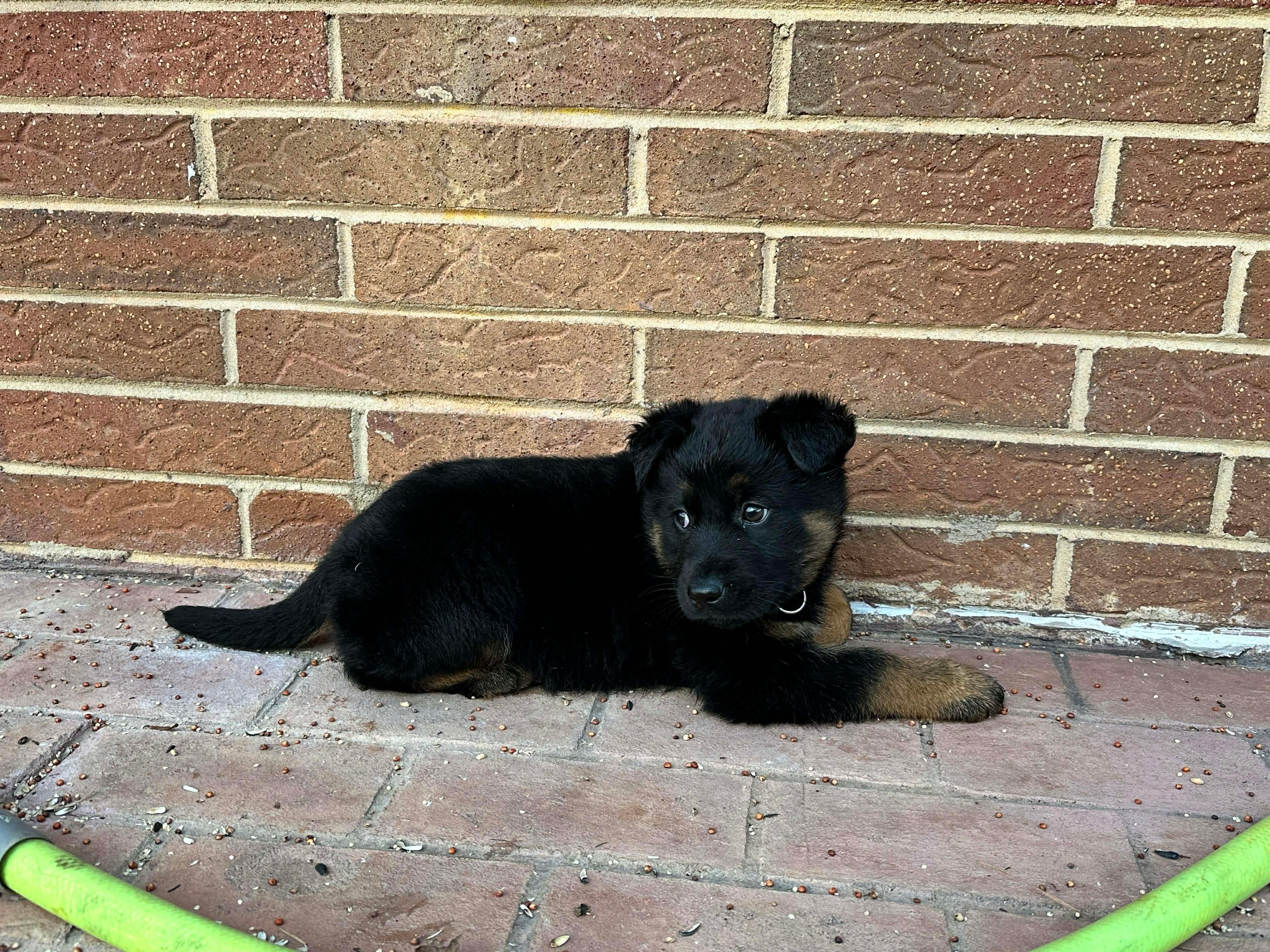 Enlarge Noel, a Adoptable mixed breed in Kannapolis, NC image 3/6