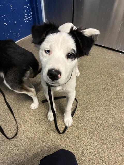 Enlarge BANDIT, a Adoptable mixed breed in Fort Myers, FL image 1/1