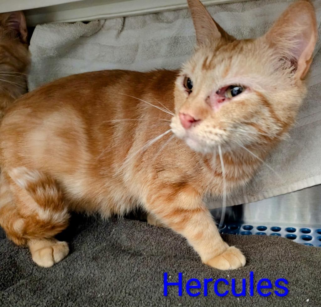 Enlarge Hercules, a Adoptable mixed breed in Mena, AR image 1/1