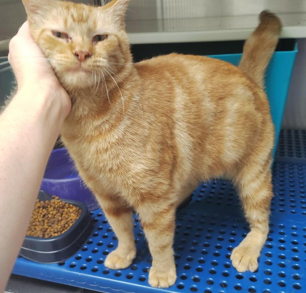 Enlarge Hercules, a Adoptable mixed breed in Mena, AR image 1/1