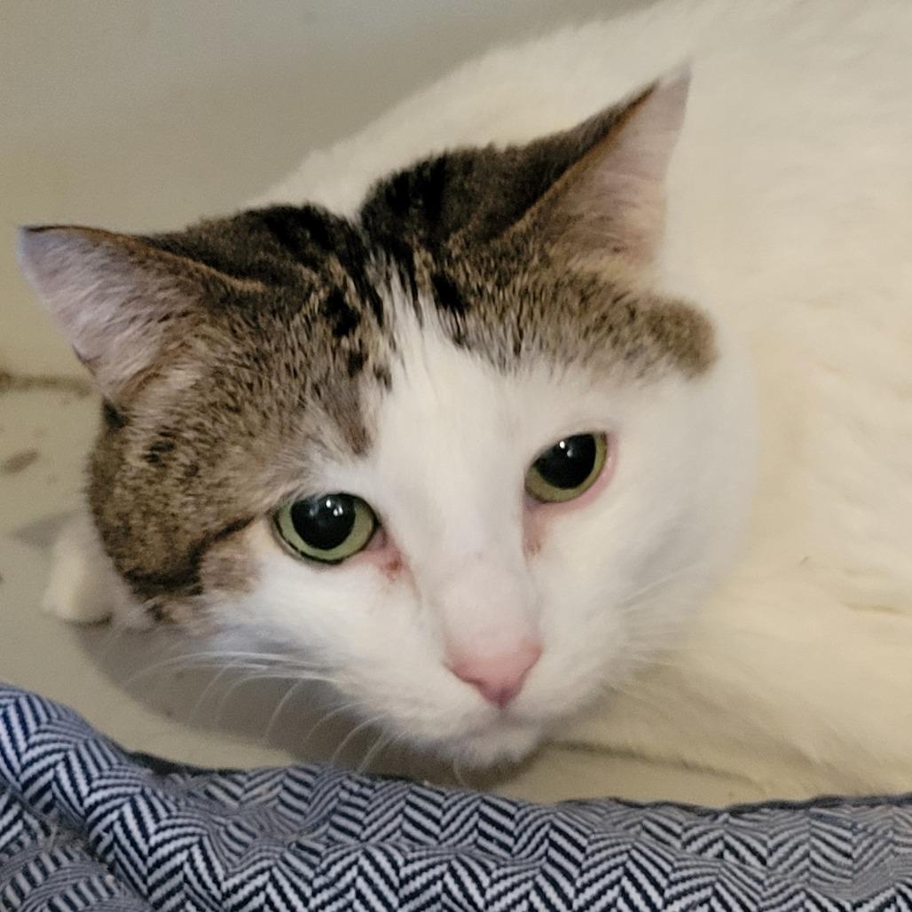 Wrigley, Adoptable, Senior Male Domestic Short Hair.