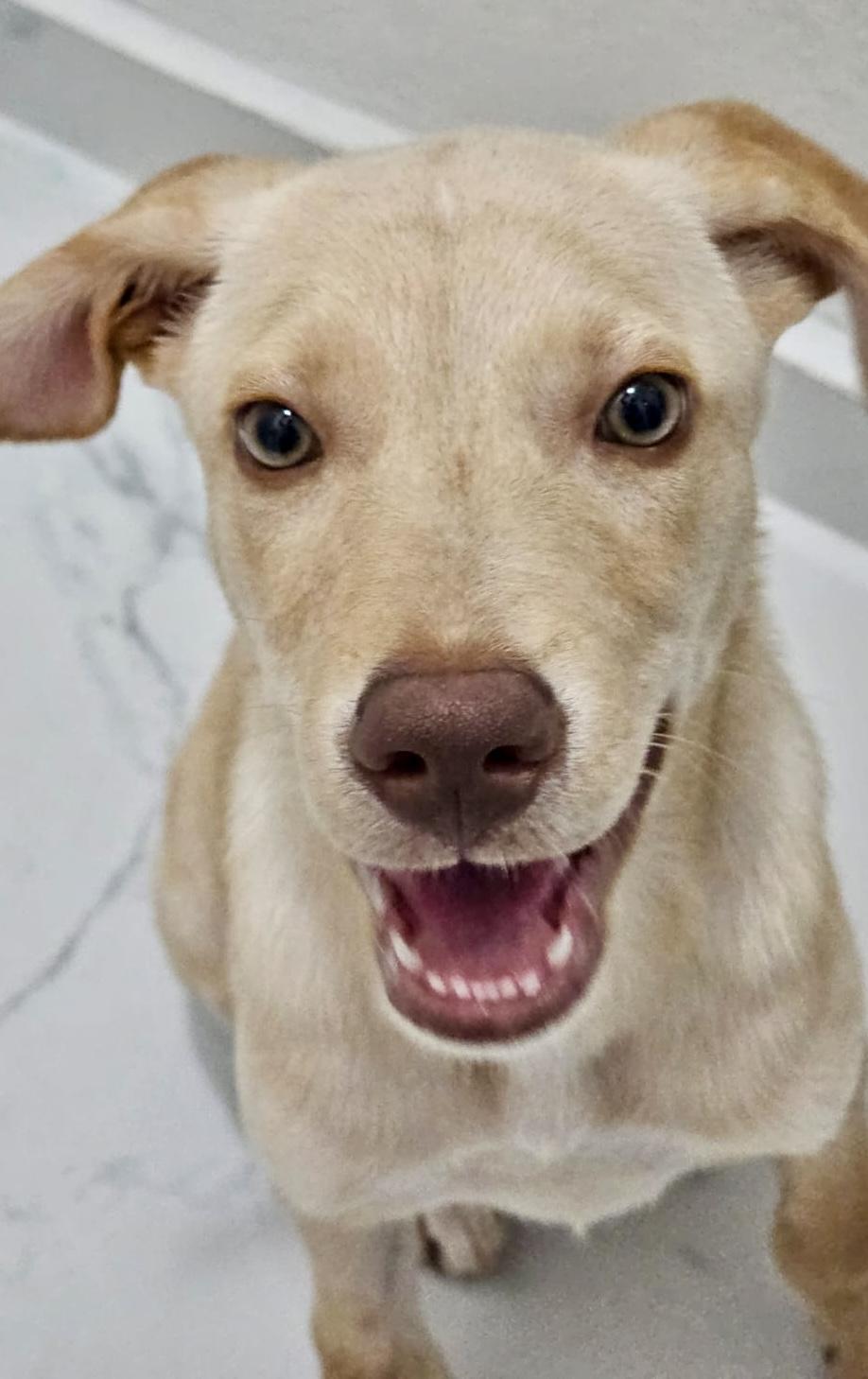 Enlarge Leo, a Adoptable mixed breed in Glen Rock, NJ image 1/2