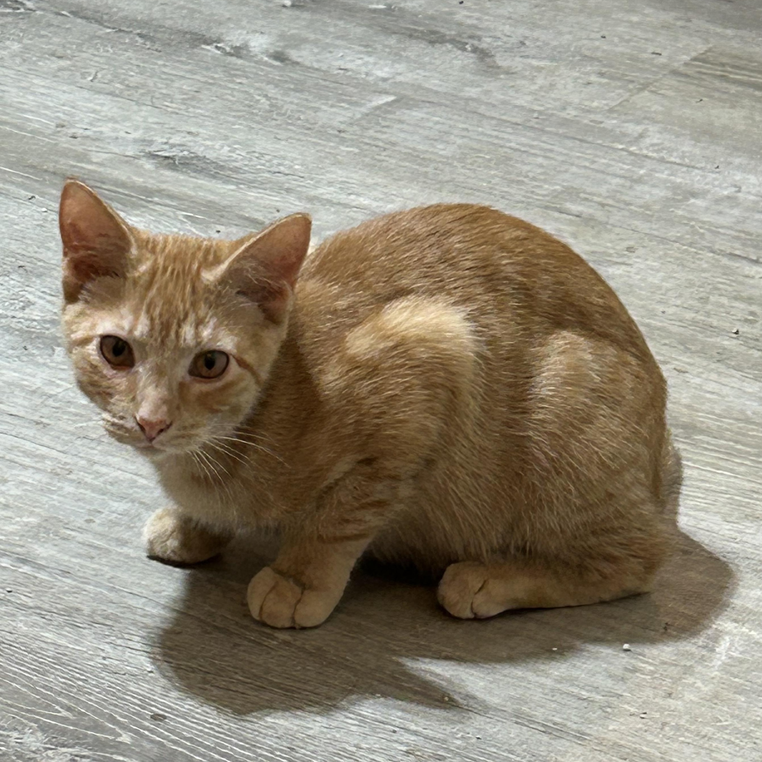 Enlarge Hank, a Adoptable Tabby in Frederick, MD image 1/1