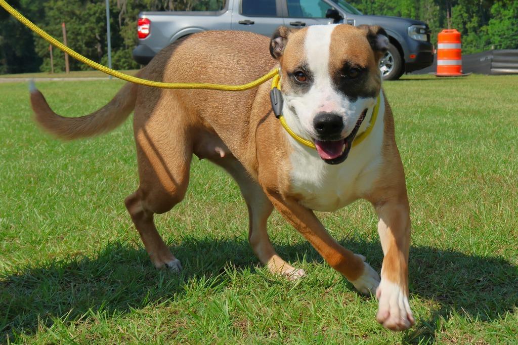 Chloe, Adoptable, Young Female Terrier.