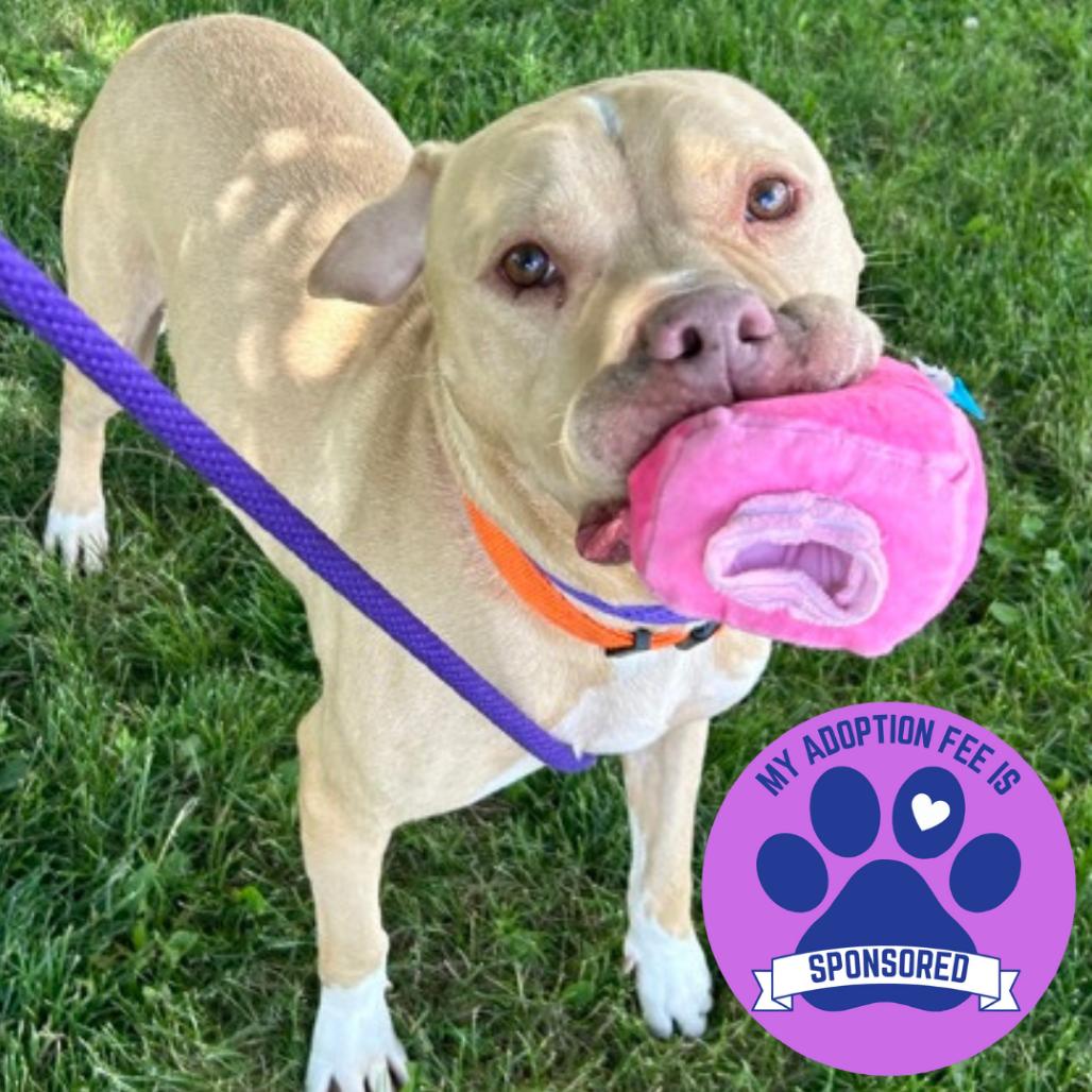 Zane, Adoptable, Adult Male Mixed Breed.