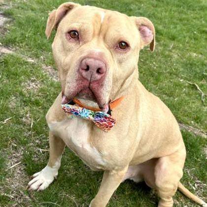 Enlarge Zane, a Adoptable Mixed Breed in DeKalb, IL image 2/4