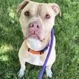 Enlarge Zane, a Adoptable Mixed Breed in DeKalb, IL image 3/4