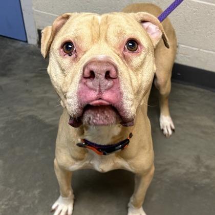 Enlarge Zane, a Adoptable Mixed Breed in DeKalb, IL image 4/4