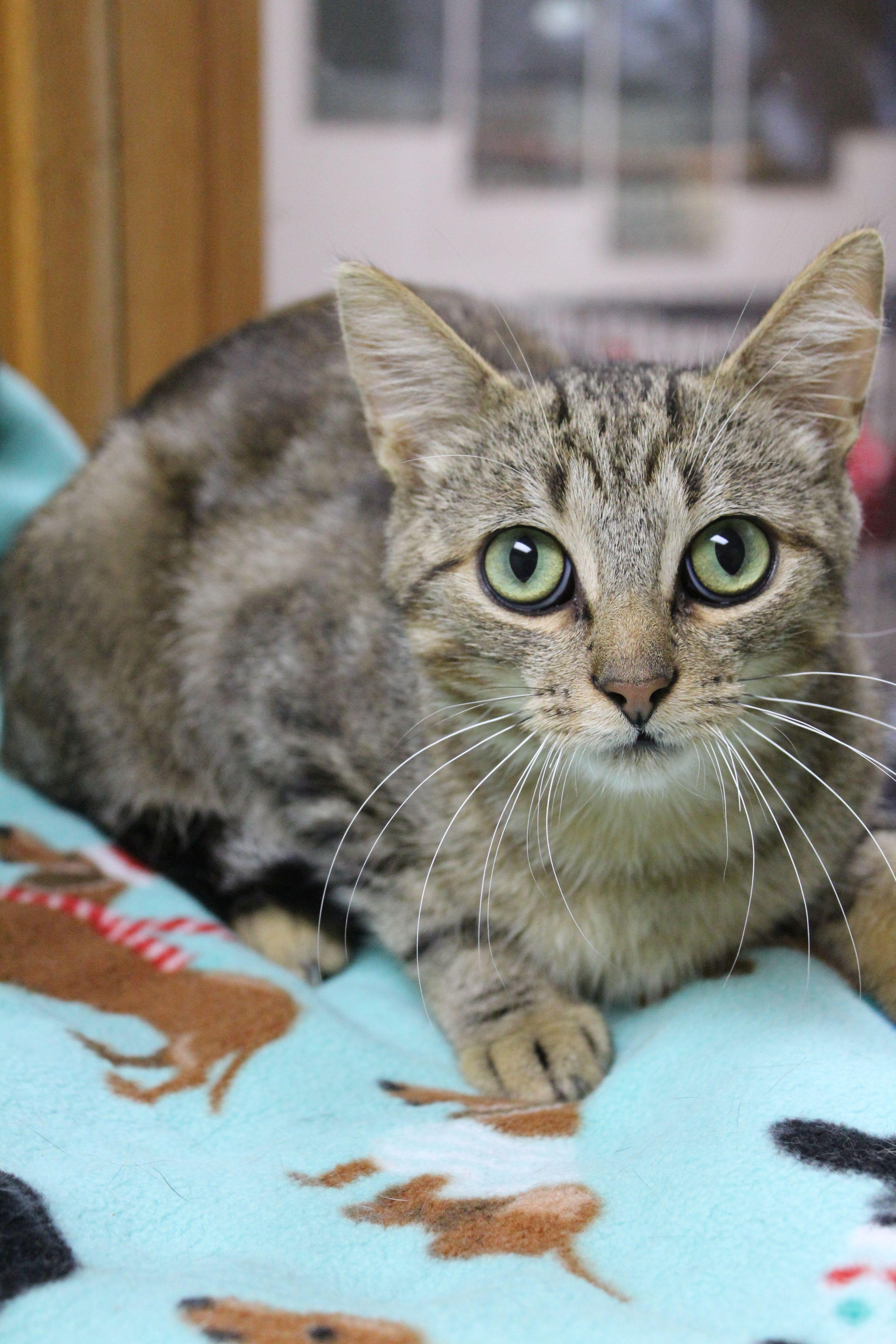 Enlarge Shocker, a ADOPTABLE mixed breed in Portage, WI image 2/3