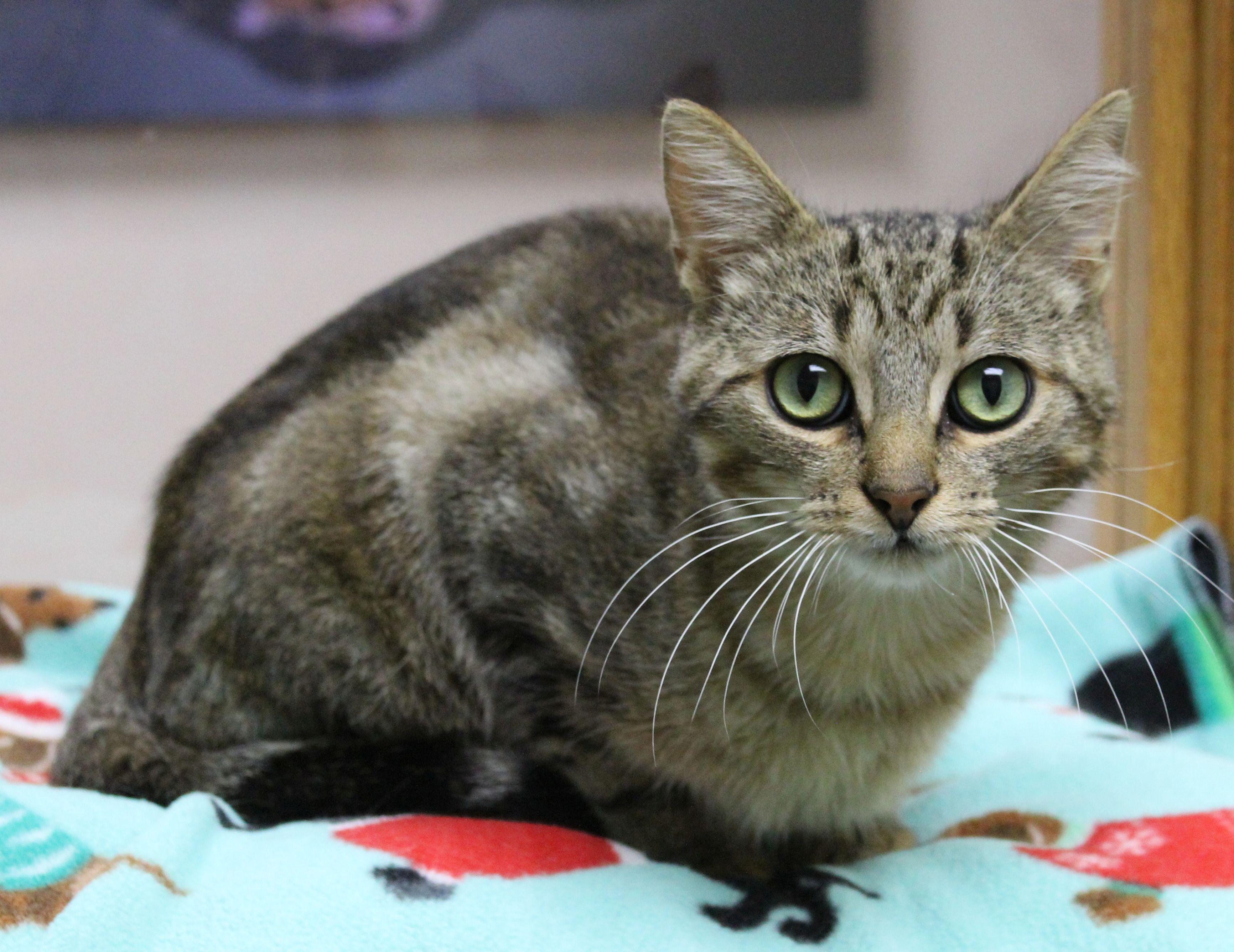 Shocker, ADOPTABLE, Young Male Tabby.