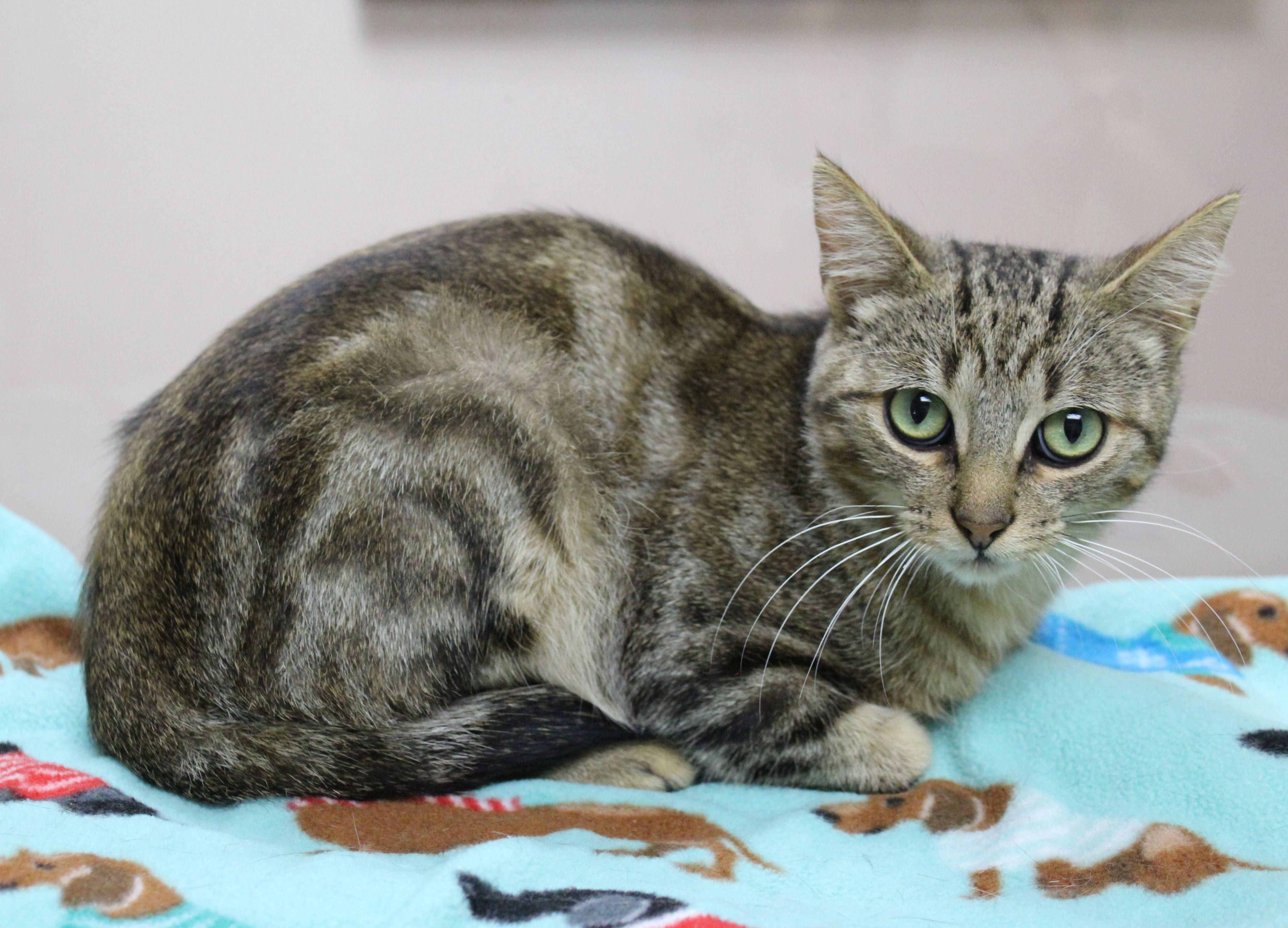 Enlarge Shocker, a ADOPTABLE mixed breed in Portage, WI image 3/3