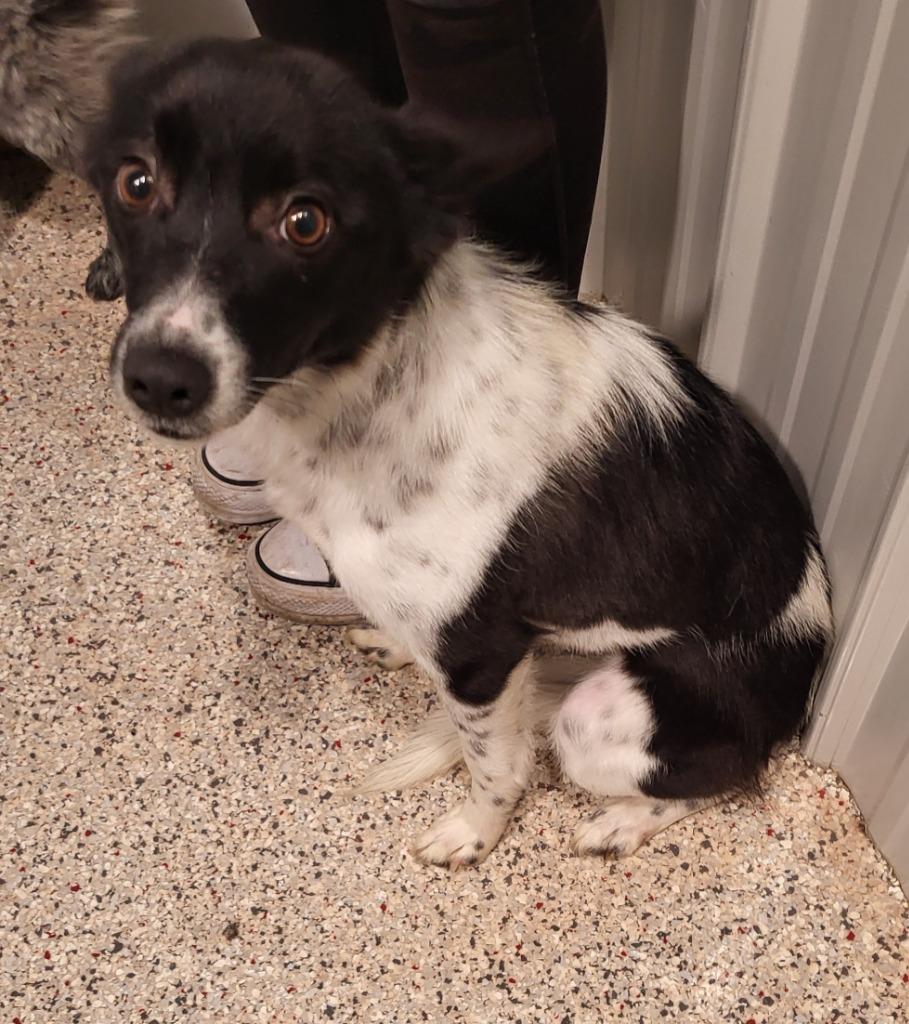 Apple, Adopted, Adult Female Mixed Breed.