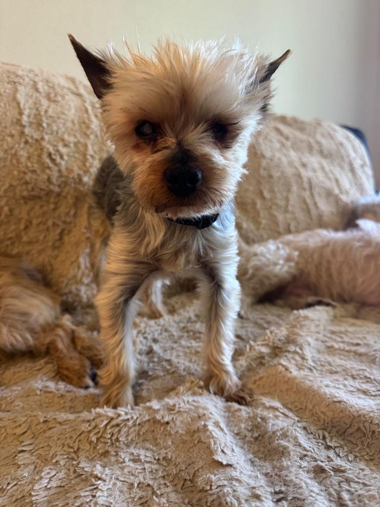 Palermo, Adoptable, Adult Male Yorkshire Terrier.