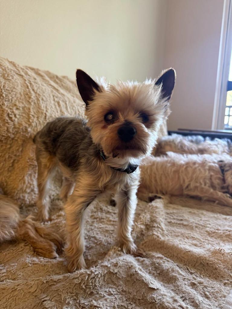 Enlarge Palermo, a Adoptable Yorkshire Terrier in San Diego, CA image 2/3