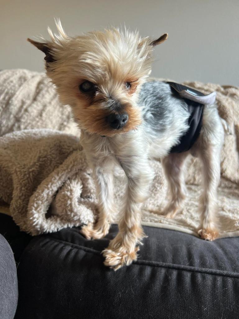 Enlarge Palermo, a Adoptable Yorkshire Terrier in San Diego, CA image 3/3