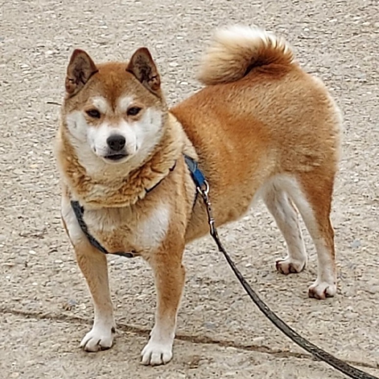 Teddy, an adoptable Shiba Inu in St. Clairsville, OH, 43950 | Photo Image 2