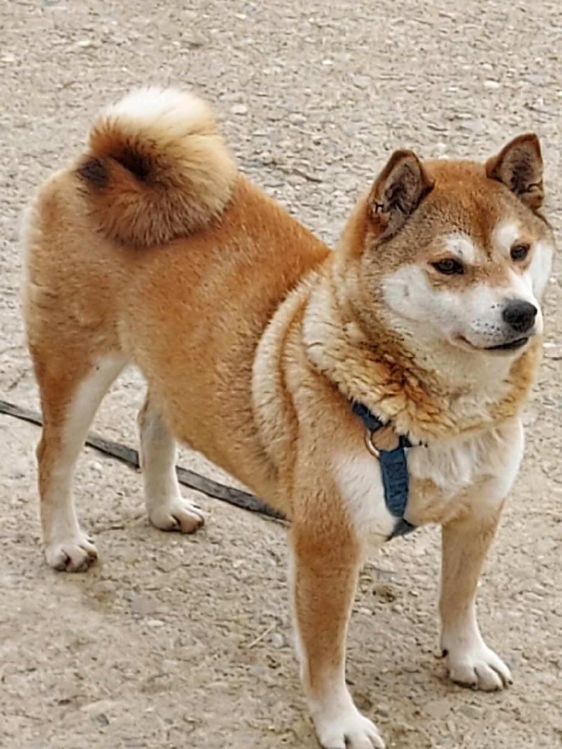 Teddy, a Adoptable Shiba Inu in St. Clairsville, OH image 3/4
