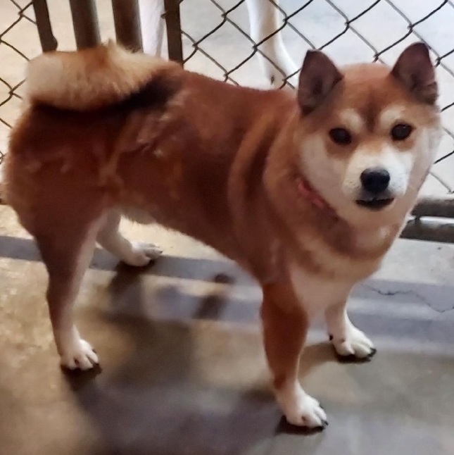 Teddy, a Adoptable Shiba Inu in St. Clairsville, OH image 4/4