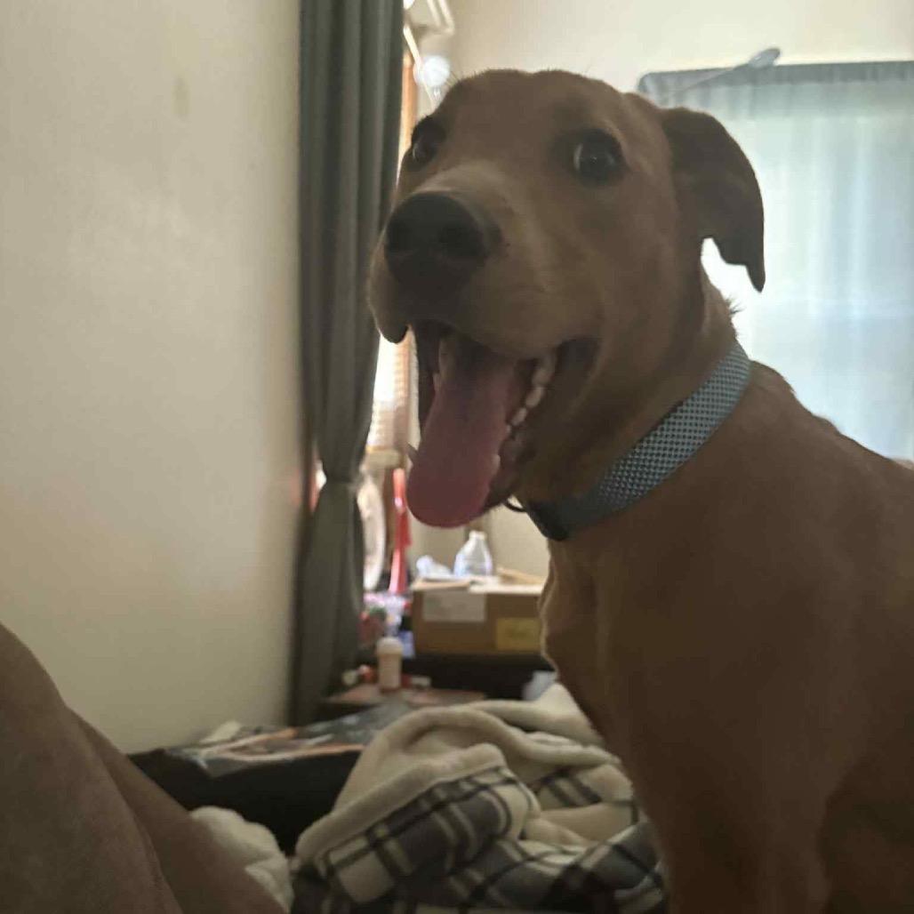 Joker, a Adoptable mixed breed in Tomah, WI image 1/3