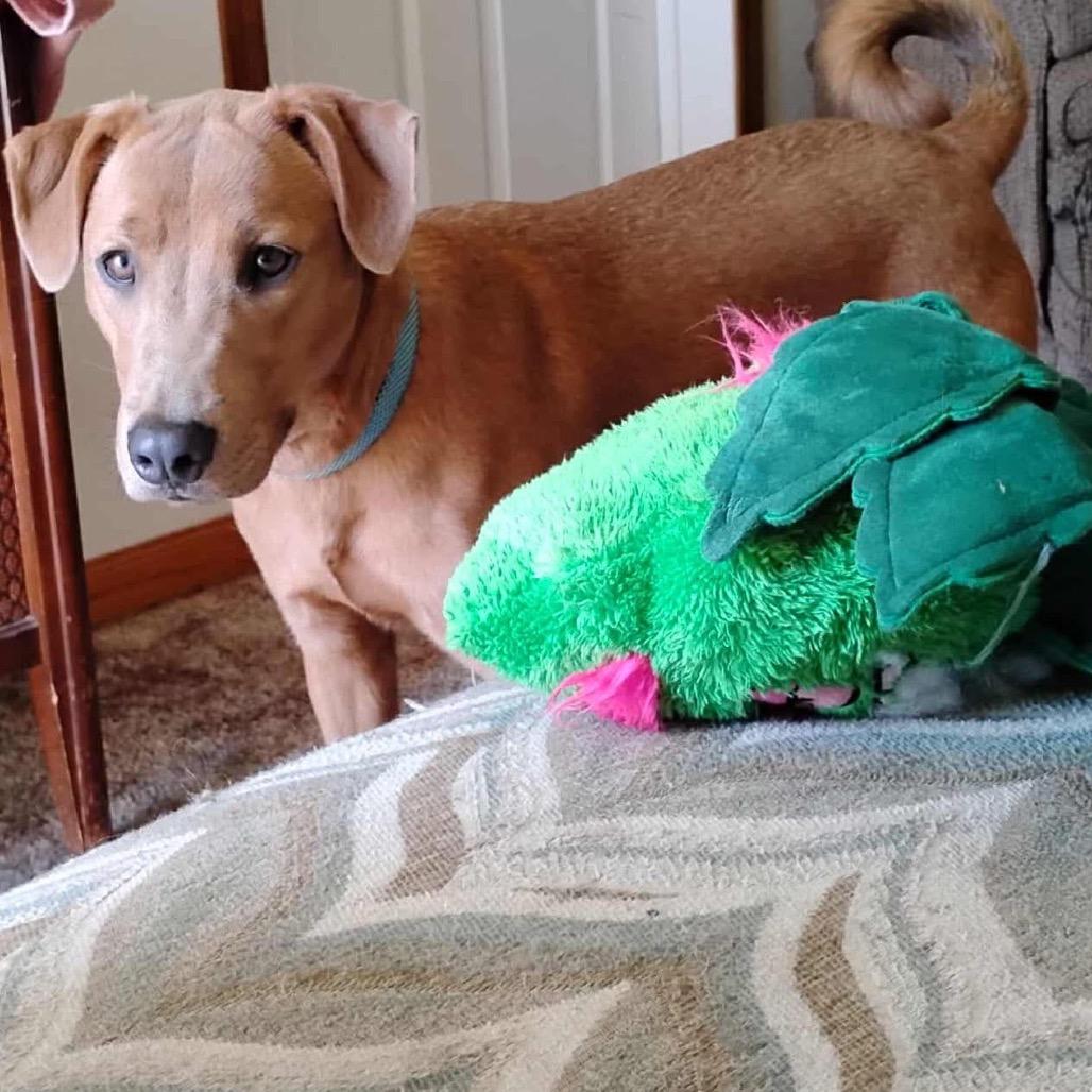 Joker, Adoptable, Young Male Labrador Retriever & Mixed Breed.