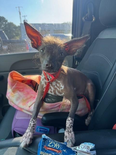 Enlarge Peaches, an adopted Chinese Crested Dog in Cushing, OK image 2/3