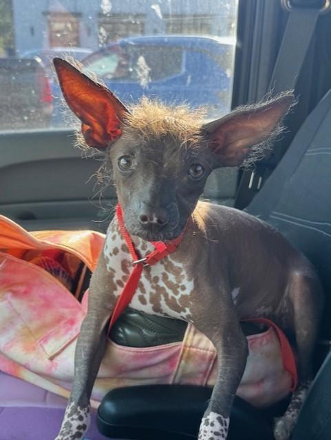 Enlarge Peaches, an adopted Chinese Crested Dog in Cushing, OK image 1/3
