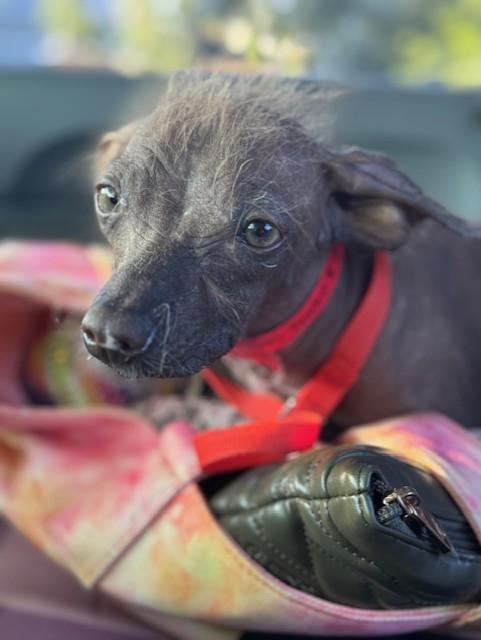 Enlarge Peaches, an adopted Chinese Crested Dog in Cushing, OK image 3/3