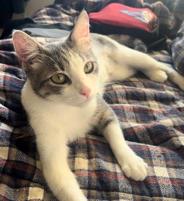 Bernice (1 year), adopted, Adult Female Domestic Short Hair.