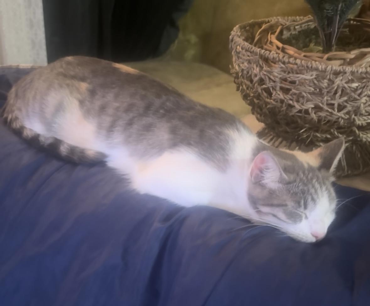 Bernice (1 year), an adopted Domestic Short Hair in Gig Harbor, WA image 6/6