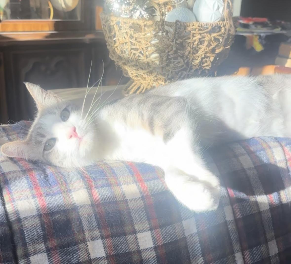 Bernice (1 year), an adopted Domestic Short Hair in Gig Harbor, WA image 4/6