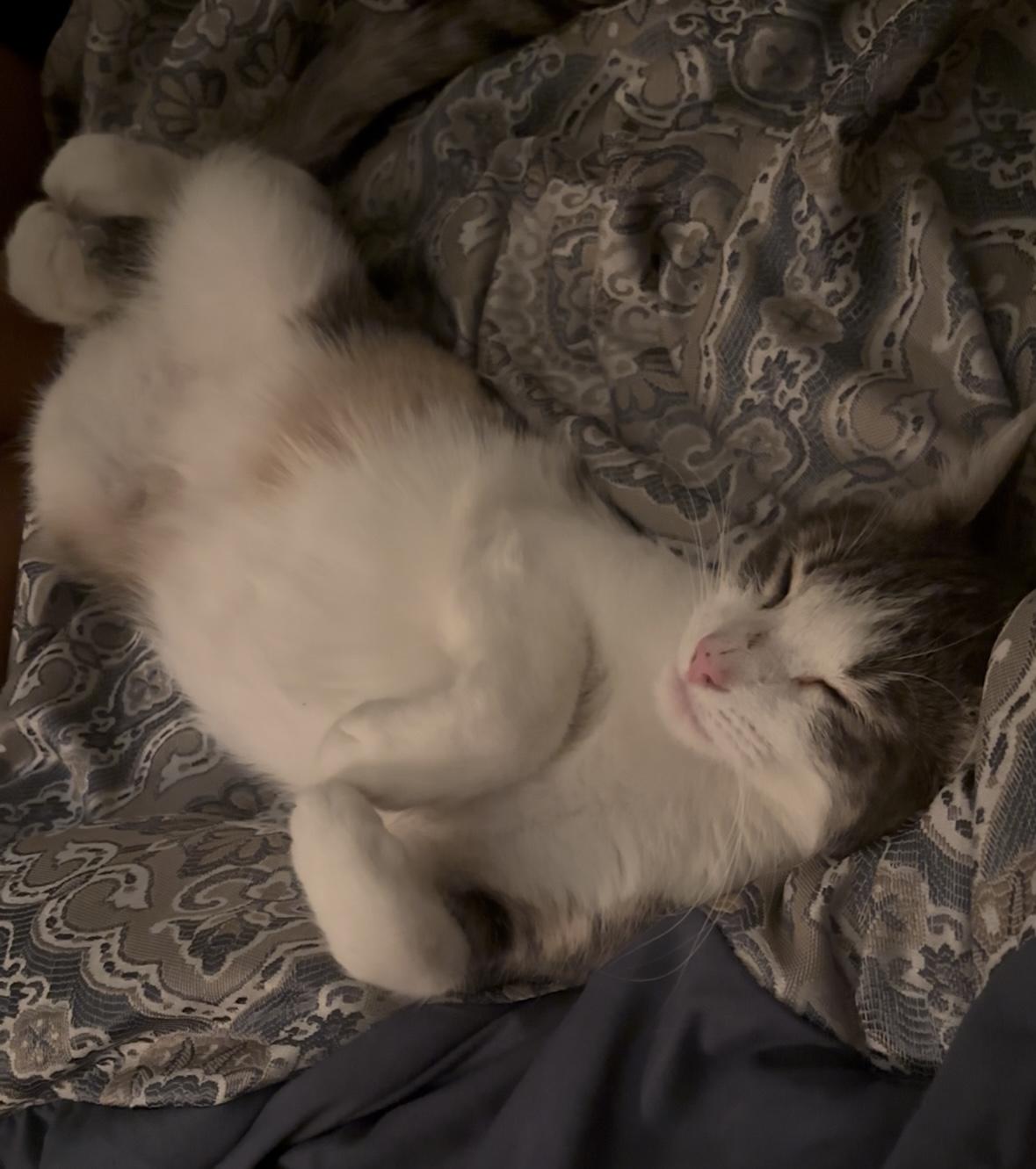 Bernice (1 year), an adopted Domestic Short Hair in Gig Harbor, WA image 3/6