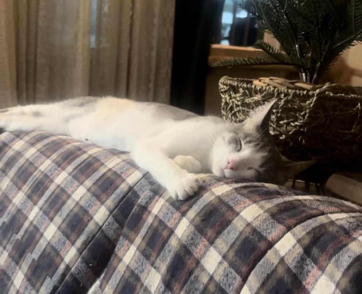 Bernice (1 year), an adopted Domestic Short Hair in Gig Harbor, WA image 5/6